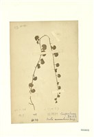 藏品(普刺特草(銅錘玉帶草))的圖片